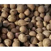 Продам семена чеснока Украинский и Зарубежной селекции